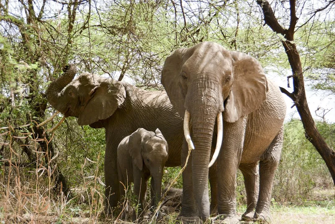 An elephant family among acacia scrub in Tarangire